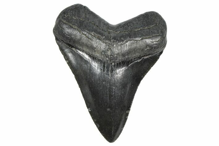 Serrated, Fossil Megalodon Tooth - South Carolina #359015